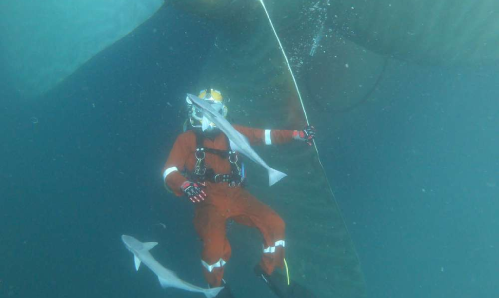 Underwater Video Survey in New Mangalore